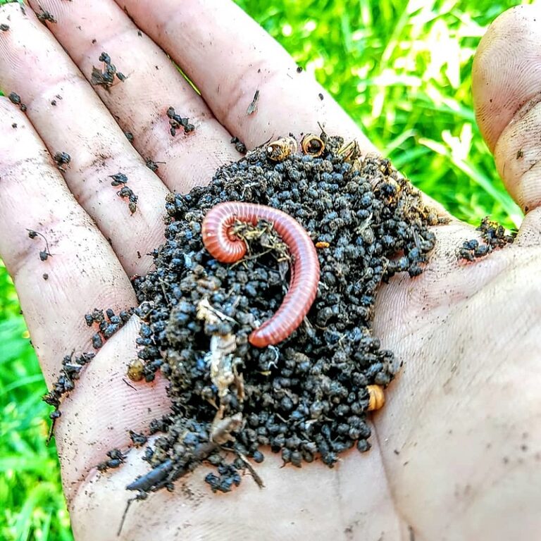 Pesquisa da Uema transforma embuás em aliados da agricultura sustentável e do reaproveitamento de resíduos orgânicos